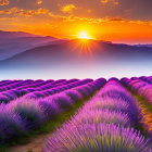 Scenic sunrise over purple lavender field and rolling hills