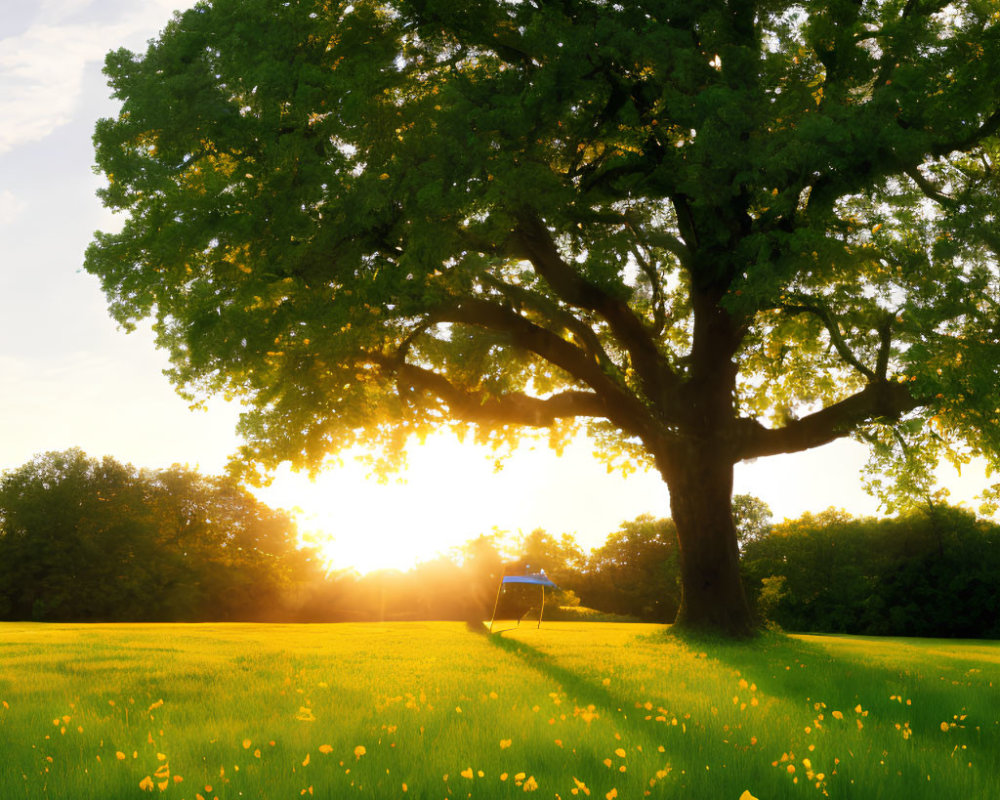 Majestic tree with green leaves in sunlit field with yellow flowers