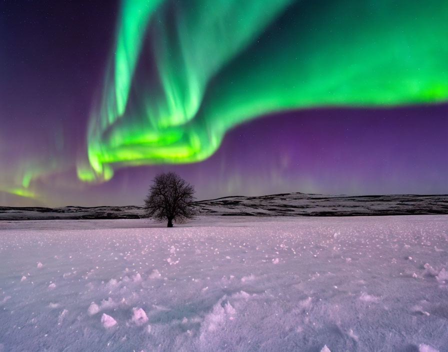 Solitary Tree in Snowy Landscape Under Green Aurora Borealis