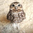 Colorful Owl Artwork with Melting Feathers on Light Background