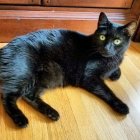 Striking green-eyed black cat in neon-lit urban setting