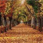 Tranquil forest path with towering trees and autumn sunlight