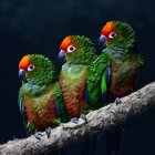 Colorful Parrots Perched on Branch with Dark Background