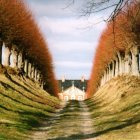 Colorful Vineyard Landscape with Rolling Hills and Quaint Cottages