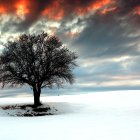 Solitary tree with orange canopy in surreal foggy landscape