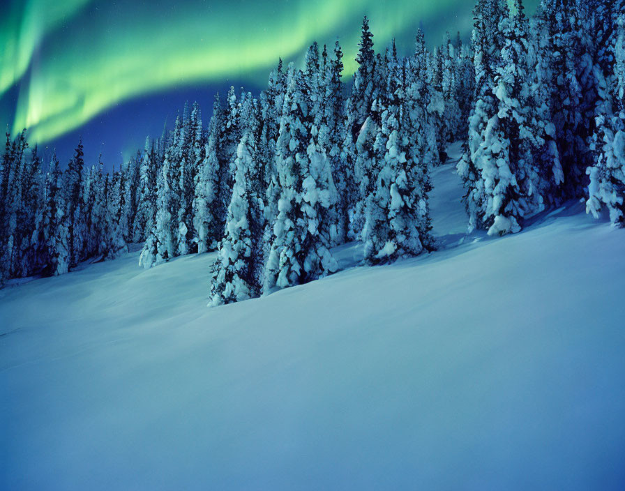 Northern Lights shining over snow-covered pine forest