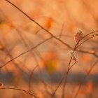 Impalas under tree with orange leaves in warm savanna.