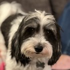 Fluffy Black and White Dog with Brown Eyes Close-Up