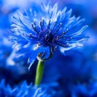 Colorful Blue and Purple Flowers on Soft-focus Background