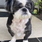 Fluffy black and white Shih Tzu on tiled floor with colorful flowers