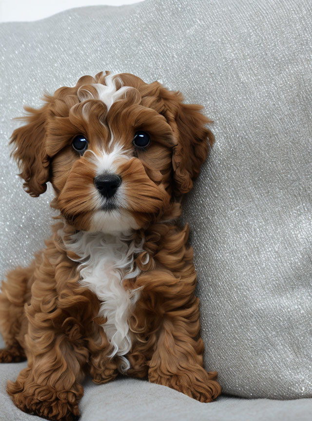 Adorable Brown and White Puppy with Wavy Fur and Bright Eyes by Glittery Silver Pillow