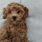 Adorable Brown and White Puppy with Wavy Fur and Bright Eyes by Glittery Silver Pillow