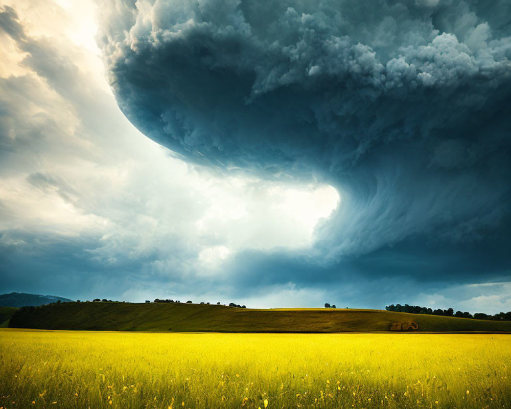 Vivid Yellow Flower Field Under Stormy Sky