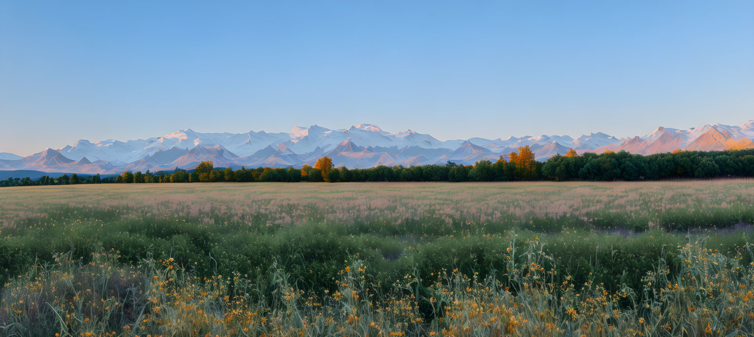 Scenic flowering meadow with yellow blooms and snow-capped mountains