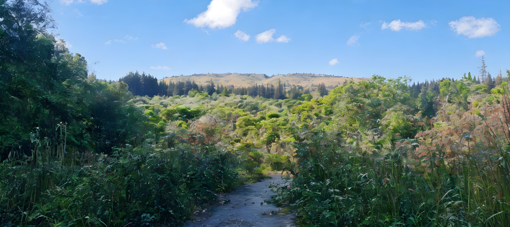 Scenic forest trail with lush greenery and hills under clear blue sky