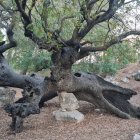 Majestic tree with massive roots in snowy landscape