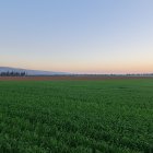 Tranquil sunrise landscape with lush fields and colorful sky