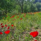 Colorful Field of Red Poppies and Wildflowers by River and Mountains