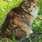 Detailed Painting: Fluffy Kitten Among Wildflowers and Greenery