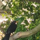 Blackbirds perched on blooming pink and white roses in lush setting