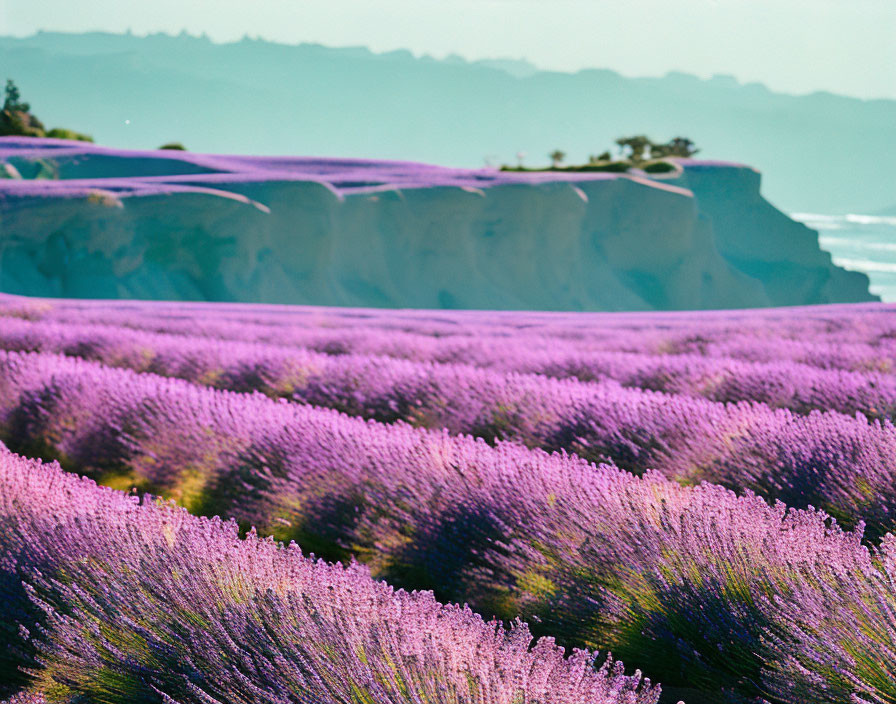 Lavender Field in Bloom with Sea Cliff and Ocean Horizon