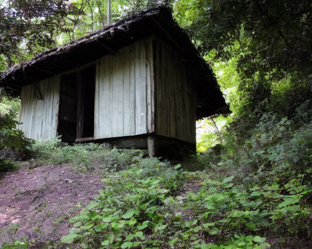 Rustic wooden hut with thatched roof in lush woodland setting