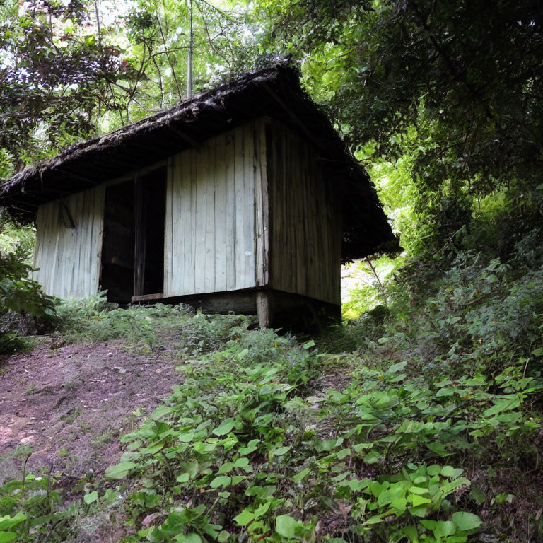 Rustic wooden hut with thatched roof in lush woodland setting