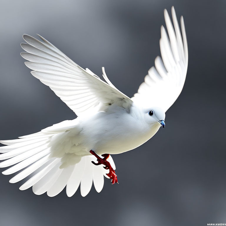 White Dove in Mid-Flight Displaying Graceful Plumage Movement