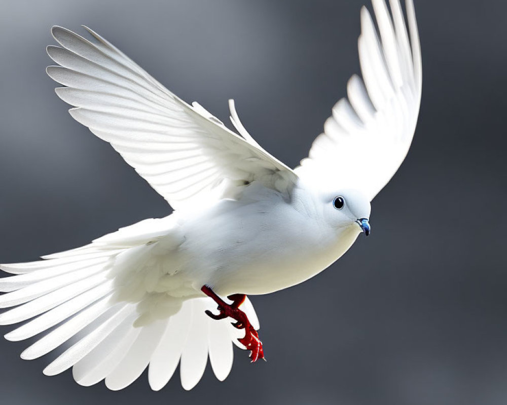 White Dove in Mid-Flight Displaying Graceful Plumage Movement