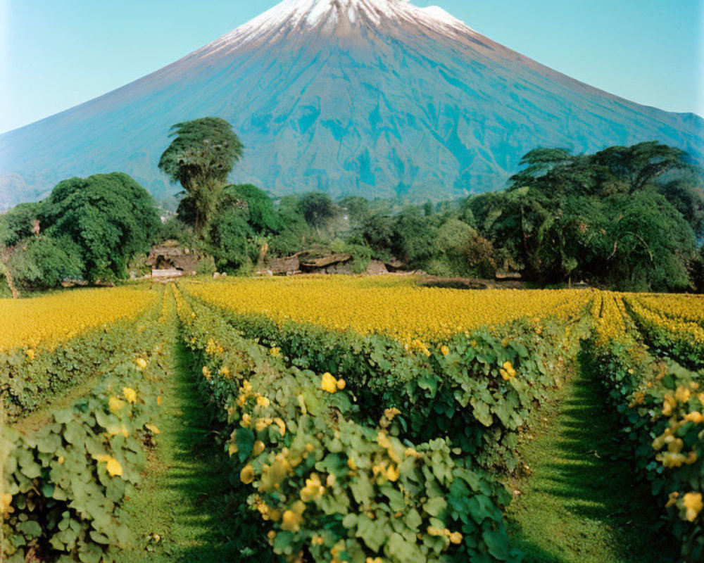 Scenic yellow flower field with snow-capped mountain under clear blue sky