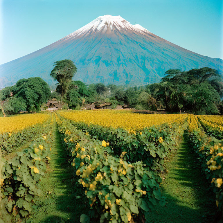 Scenic yellow flower field with snow-capped mountain under clear blue sky