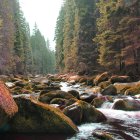 Tranquil river in misty forest with mossy rocks and pink blossoms