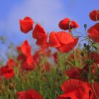 Colorful painting: Red poppies in field under blue sky