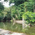 Tranquil forest stream with lush greenery and wildflowers