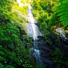 Tropical waterfall surrounded by lush green foliage and birds