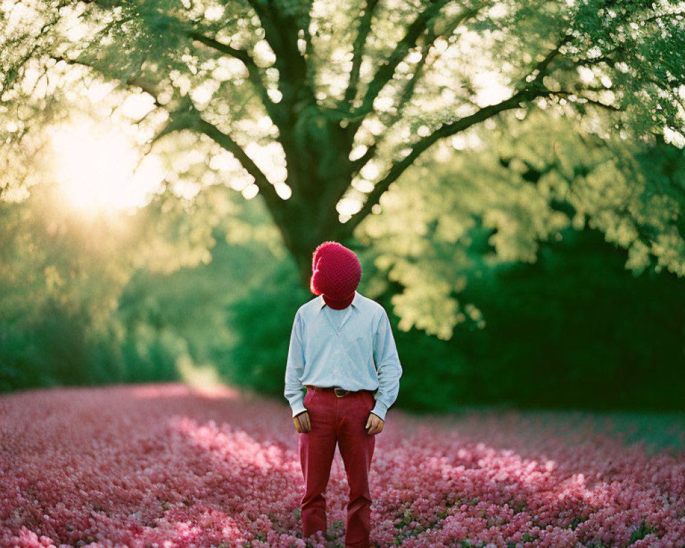 Person in Red Pants and Pink Hat Standing Under Large Tree in Field of Pink Flowers at Sunset