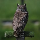 Colorful Owl Artwork Against Green Field with Flowers