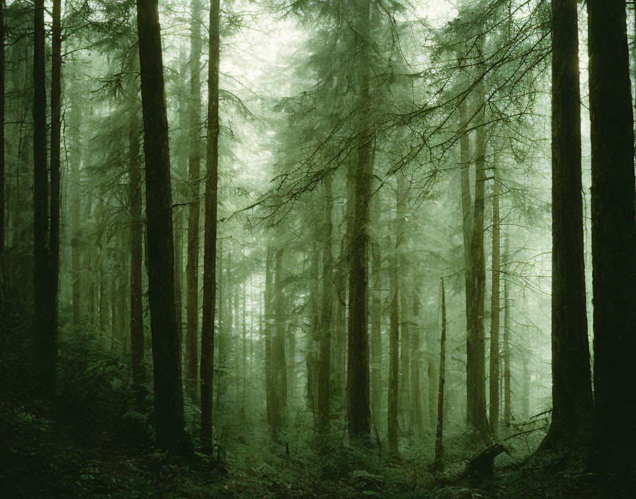 Lush Misty Green Forest with Tall Dense Trees