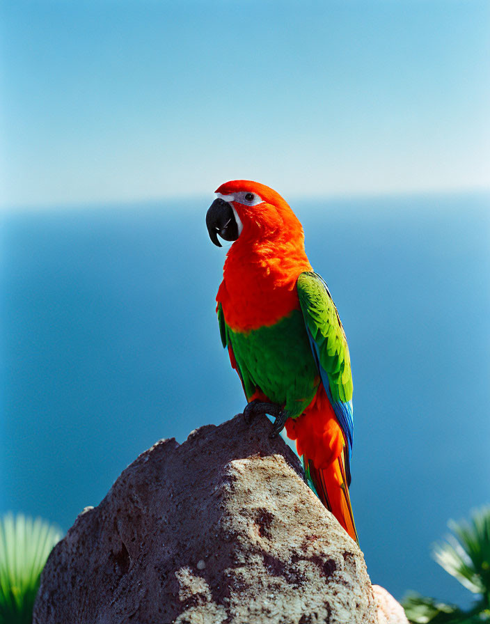 Colorful Parrot Perched on Rock with Ocean Background