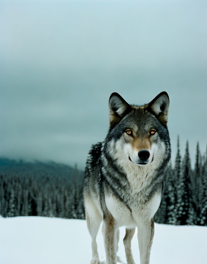 Solitary wolf in snowy landscape with forest and overcast sky