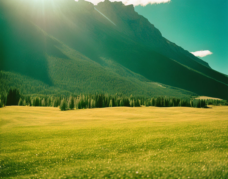 Mountain towering over lush forest and meadow in sunlight flare