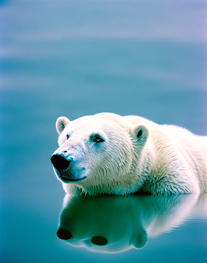 Arctic polar bear resting in water with reflection, serene blue tone