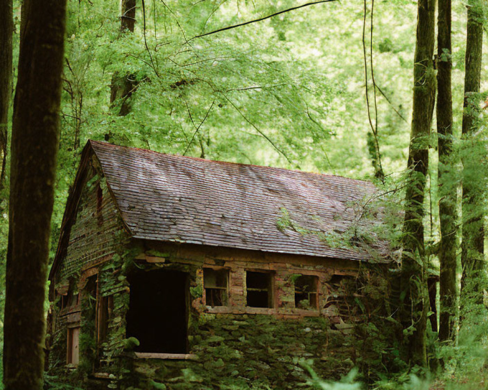 Moss-Covered Stone Cottage in Green Forest with Sunlight