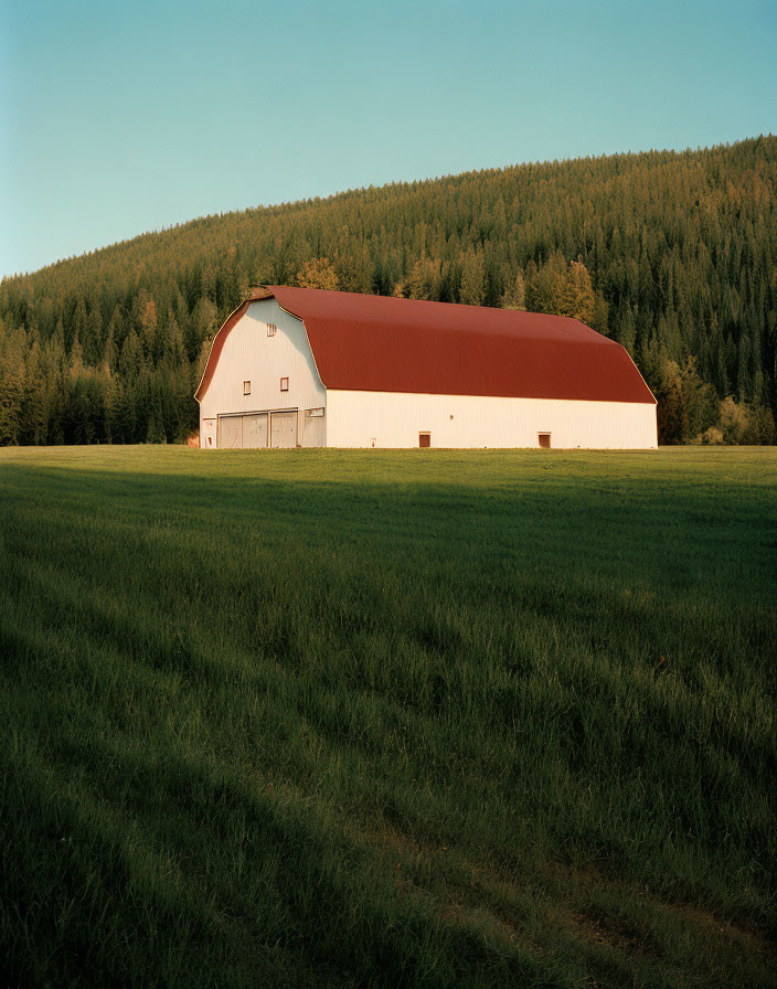 Red and White Barn in Green Field with Forest and Blue Sky