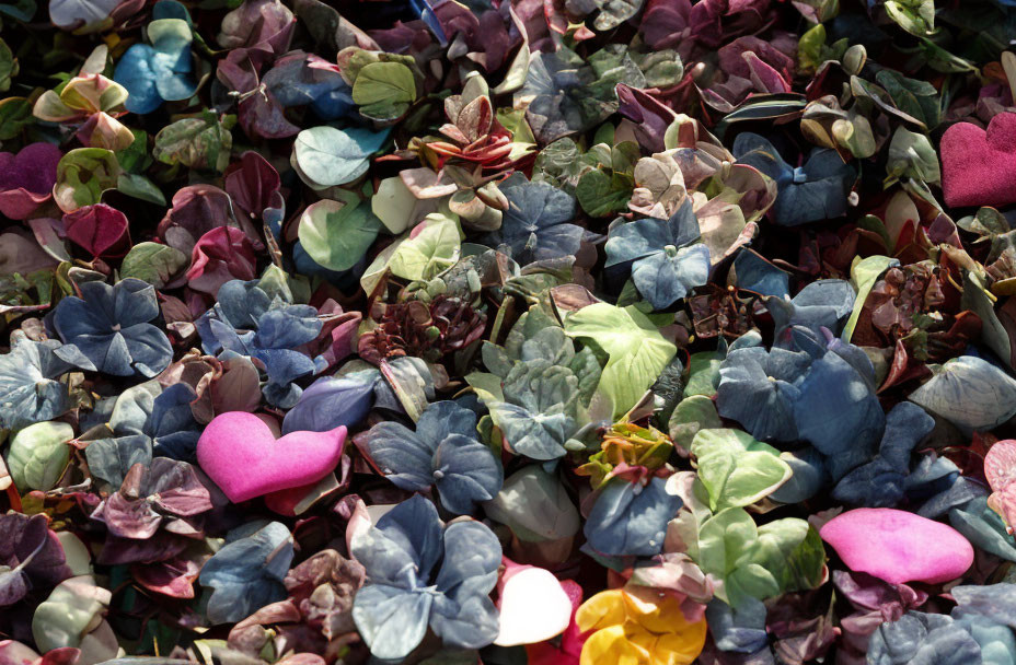 Vibrant Dried Flowers and Leaves with Heart-shaped Petals