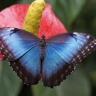 Colorful Butterfly Resting on Green Leaves with Pink Flower and Gold Leaf