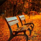 Enchanting autumn forest with glowing trees and vintage bench