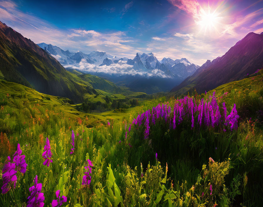 Snow-capped mountain range with purple wildflowers and sunlight burst