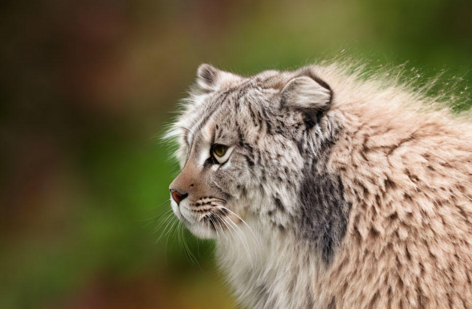 Manul cat with dense fur coat and yellow eyes on green background