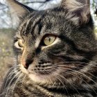 Gray Cat with Green Eyes and Leaf Pendant in Autumn Setting